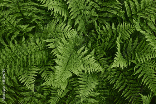 Tropical green leaves of fern. Abstract natural texture. Forest nature background. Lush green foliage in rainforest.