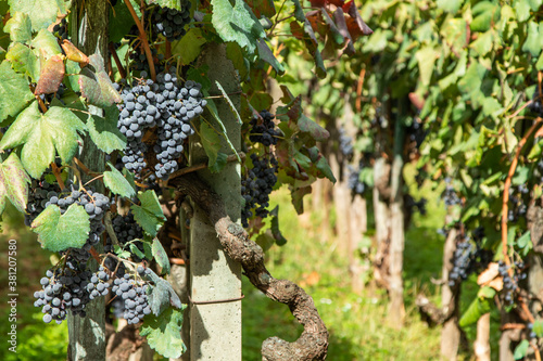 bunches of red grapes in the vineyard outdoors photo