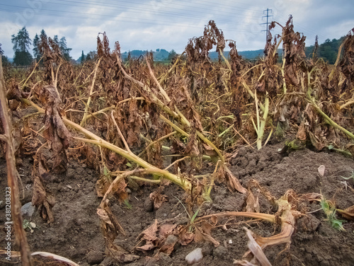 Close-up view of the dried potato leaves in the potato spring. photo