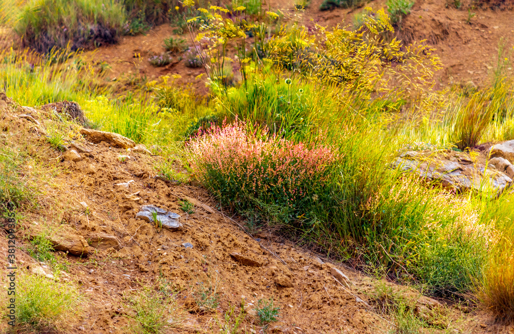 Obraz premium bush of pink wild heather flowers in the mountain
