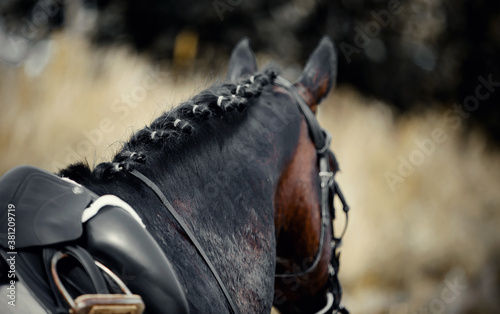 Pigtails on neck sports brown horse. Black sports saddle. Horse ammunition.