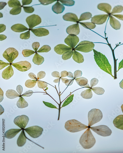 Green and yellow pressed hydrangeas background