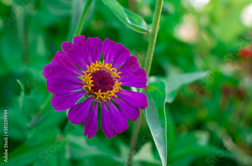 Pink Zinnia flower bloom on green leaves in the garden photo