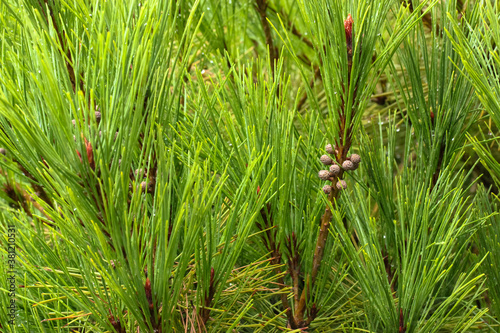 A young branch of pine close-up with rain drops on the needles.