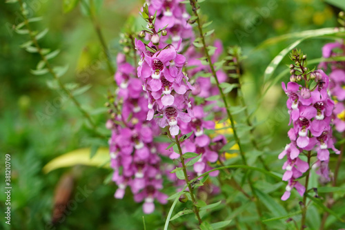 flowers in the garden