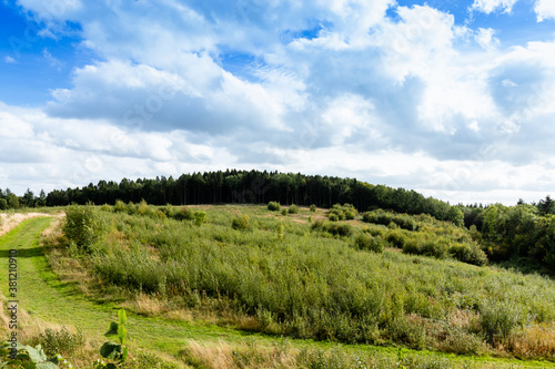 A distant forest glimpsed from a nearby field