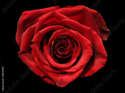 red rose on black