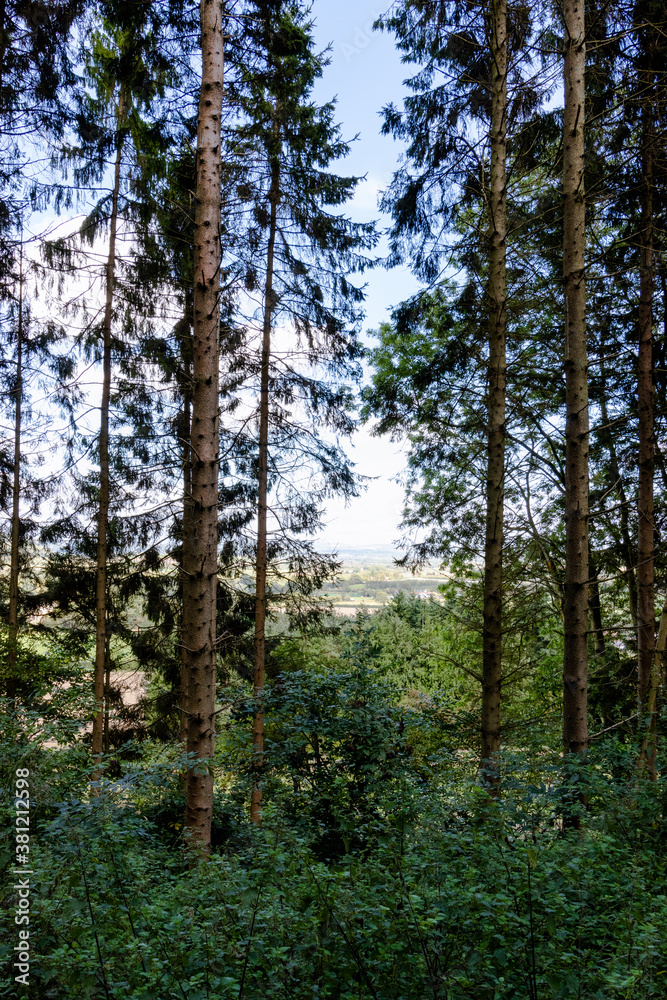 A scenic view between the trees on a forest walk