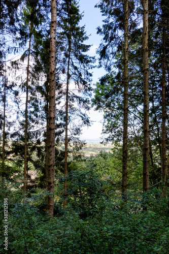 A scenic view between the trees on a forest walk