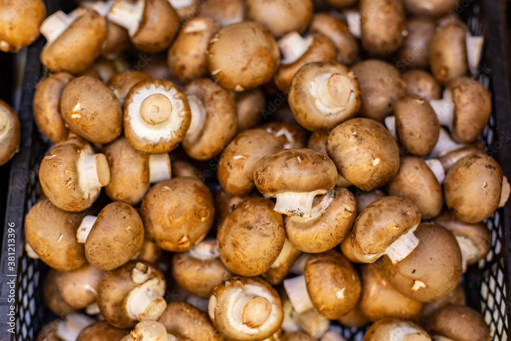 Mushrooms Agaricus bisporus, background backdrop. Fresh Ripe Edible Brown Agaricus Cultivated champignon Mushroom Mushrooms Agaricus bisporus, background backdrop. Fresh Ripe Edible Brown Agaricus Cultivated champignon Mushroom