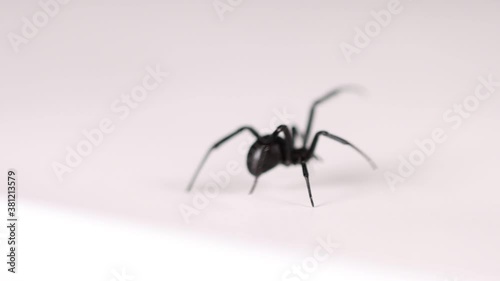  Black widow on white surface walking into view and crawling out of focus shallow depth of field.