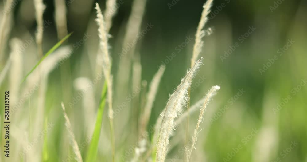 Grass flowers are swaying with the wind. There is a blurry background in the meadow. Soft focus Grass flowers are swaying with the wind. There is a blurry background in the meadow. Soft focus