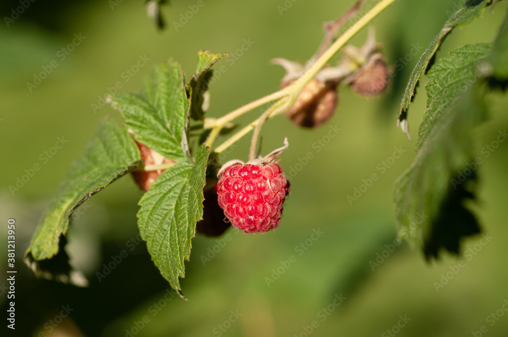 branch of a raspberry bush with a berry in an orchard branch of a raspberry bush with a berry in an orchard