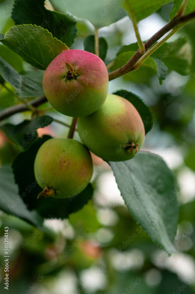 Branches of an apple tree with apples in an orchard Branches of an apple tree with apples in an orchard