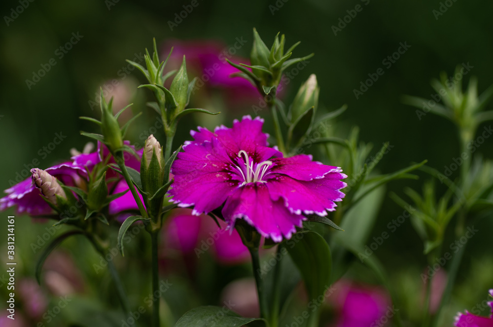 Purple carnation flower Purple carnation flower