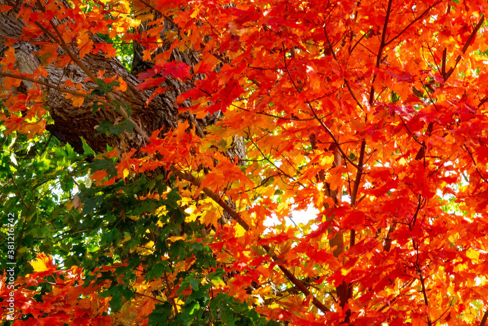 changing red and orange maple tree leaves in autumn changing red and orange maple tree leaves in autumn