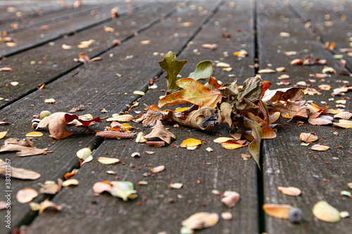 Fall / Autumn is here with the colors of the season.
