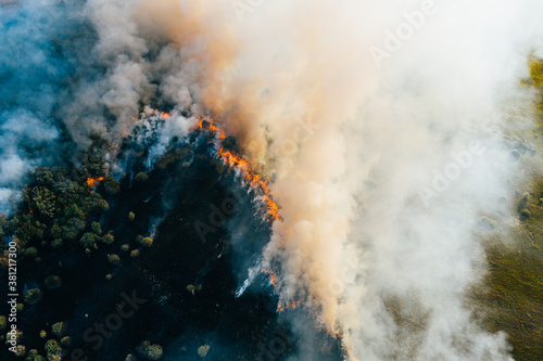 Bush forest wildfire in Voronezh Region, Russia. Natural disaster, aerial drone point of view.
