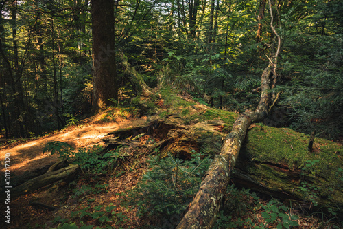 moody autumn forest felling tree after storm picturesque atmospheric outdoor environment space highland