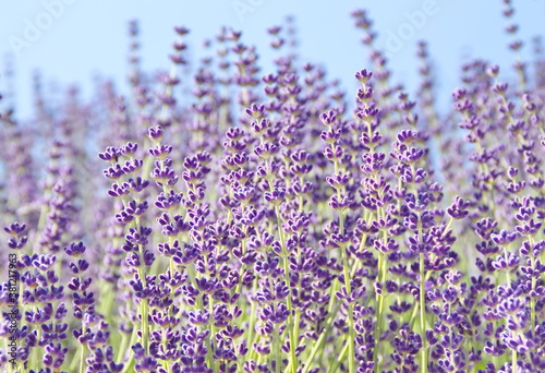 Field of Lavender, Lavandula angustifolia, Lavandula officinalis 