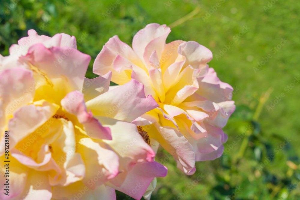 Yellow and pink rose flower close-up photo with shallow depth of field