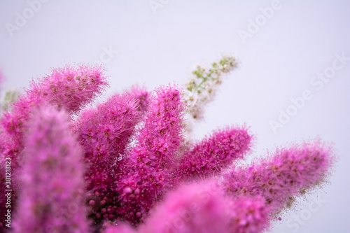 Pink Spirea flowers on bush. Spiraea flowers decorative gardening management