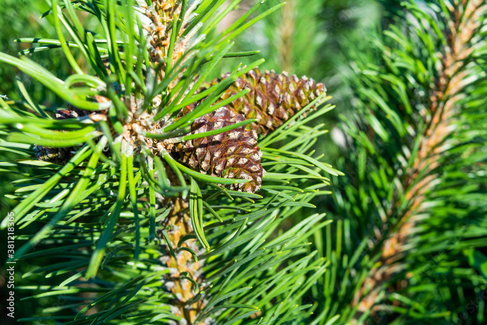 Detail of fresh spruce fir tree branches with young green needles and cones Detail of fresh spruce fir tree branches with young green needles and cones