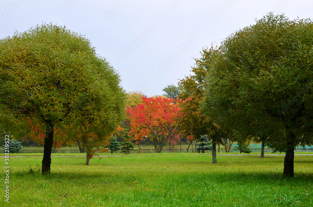 Naklejka premium Trees with bright red and yellow leaves in a city park. Rainy cloudy weather. Concept for the autumn season and the approaching cold and winter