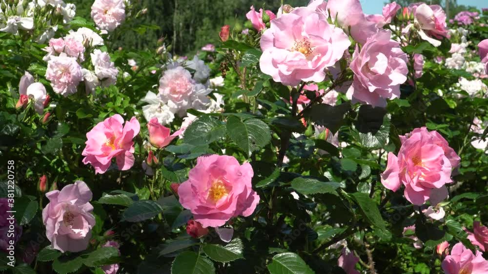 Light pink roses blossoms in the garden. A sample of big flowers in the rose bush, a close-up beautiful scene. Sunny day landscape of the summer season. Scenic greenery in June month. Light pink roses blossoms in the garden. A sample of big flowers in the rose bush, a close-up beautiful scene. Sunny day landscape of the summer season. Scenic greenery in June month.