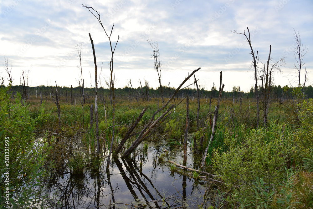 Fototapeta premium Wetlands in the most beautiful places of the wild. Swamp water landscape. Wildlife background. Small river in the forest with Dead trees in wildlife area. Soft focus, possible granularity