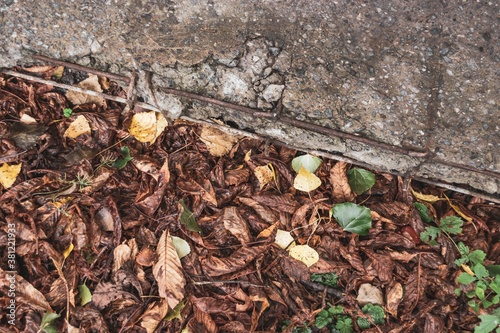 Concrete and fallen dry chestnut leaves.