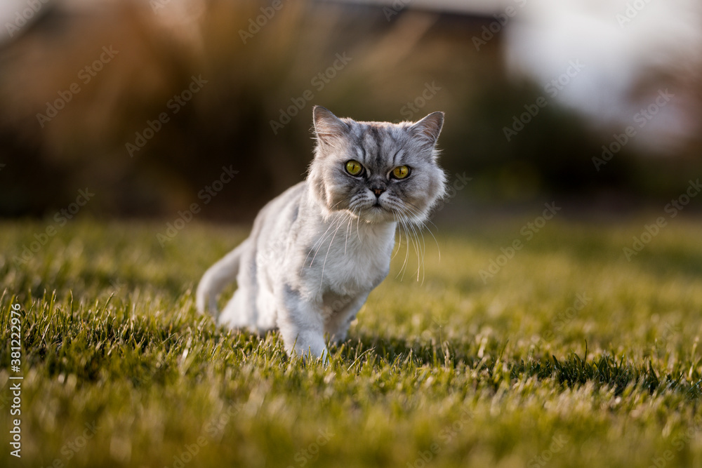 Obraz premium Playful curious groomed persian chinchilla cat with beautiful green eyes on the grass outside on sunset or sunrise.