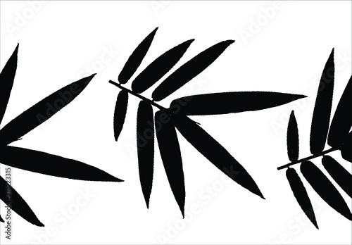 Bamboo leaves, isolated on background, Black and white bamboo leaves