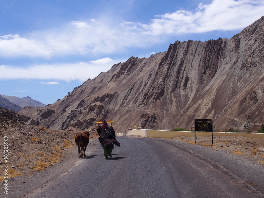 Local women and a cow walking in the scenic nature, Alchi, Leh, Ladakh, Jammu and Kashmir, India