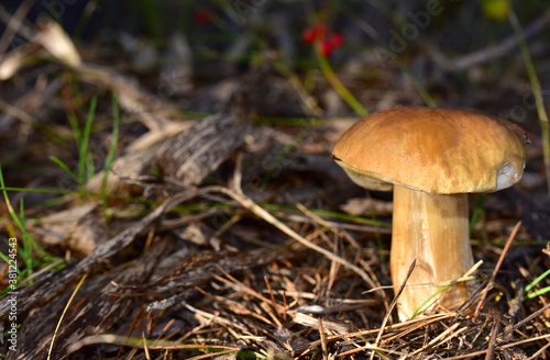 White wild mushroom in the forest against the background of green vegetation. Boletus grows in wildlife. Porcini bolete mushrooms