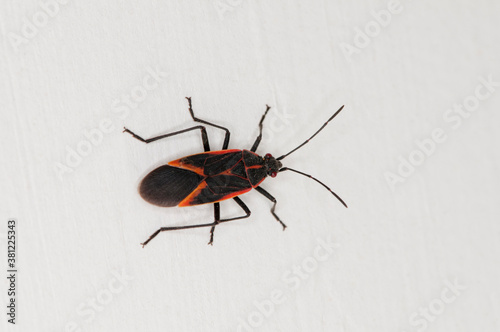 Boxelder bug on a white background.