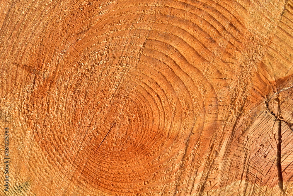 Fototapeta premium Wooden structure. Cross sectional cut end of log showing the pattern and texture created by the growth rings. Section through trunk of the wood. Annual ring on a sawn through tree. Natural material
