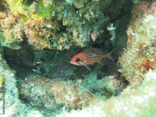 coral reef with fish