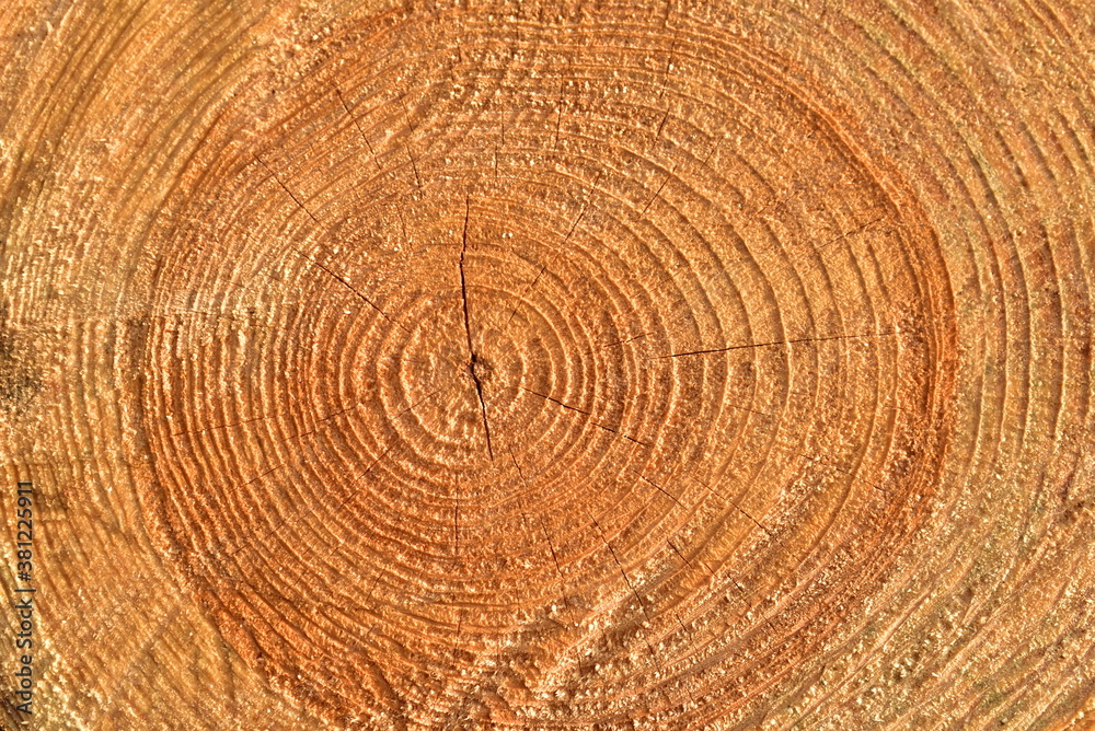 Naklejka premium Wooden structure. Cross sectional cut end of log showing the pattern and texture created by the growth rings. Section through trunk of the wood. Annual ring on a sawn through tree. Natural material