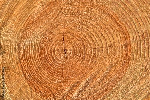 Wooden structure. Cross sectional cut end of log showing the pattern and texture created by the growth rings. Section through trunk of the wood. Annual ring on a sawn through tree. Natural material
