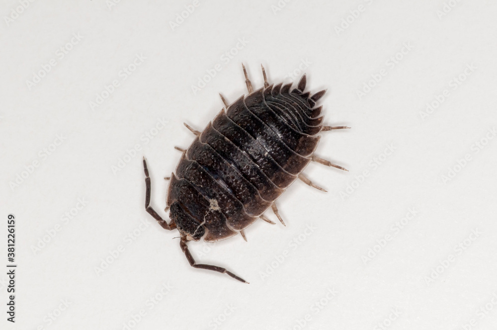 Top view of sow bug on white background Top view of sow bug on white background