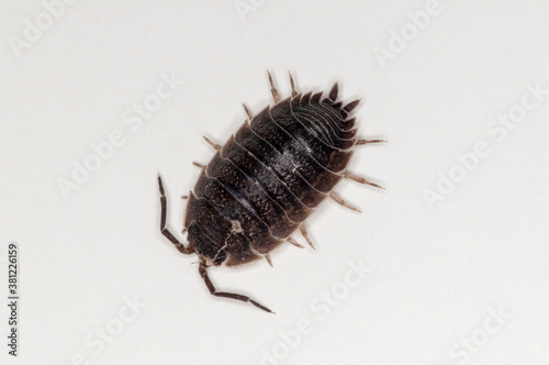 Top view of sow bug on white background