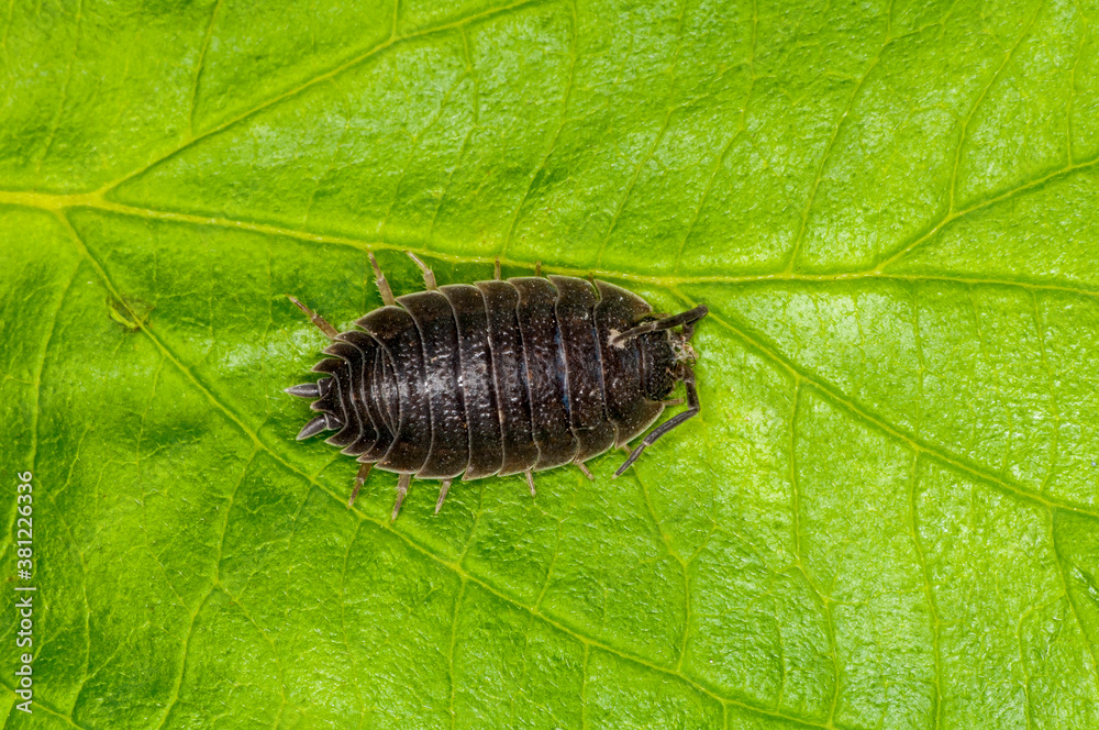 Top view of sow bug on green leaf Top view of sow bug on green leaf