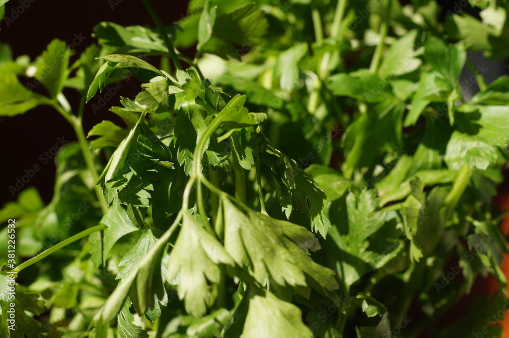 Green parsley in the kitchen, on black background Green parsley in the kitchen, on black background