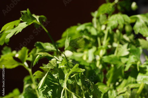 Green parsley in the kitchen, on black background