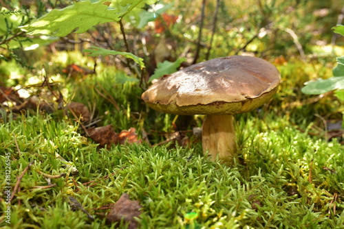 White mushroom in the forest against the background of green vegetation. Awesome boletus grows in wildlife. Porcini bolete mushrooms. Season for picked gourmet mushrooming