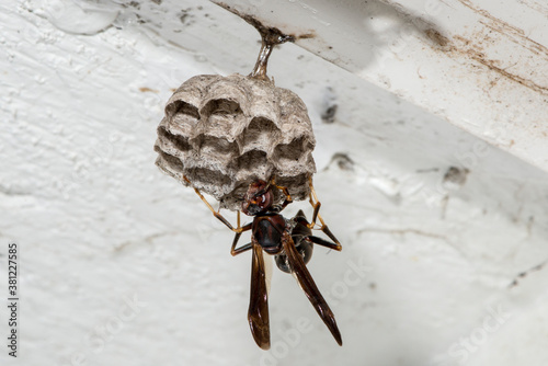 Female Metricus paper wasp building new nest under a garage eave photo