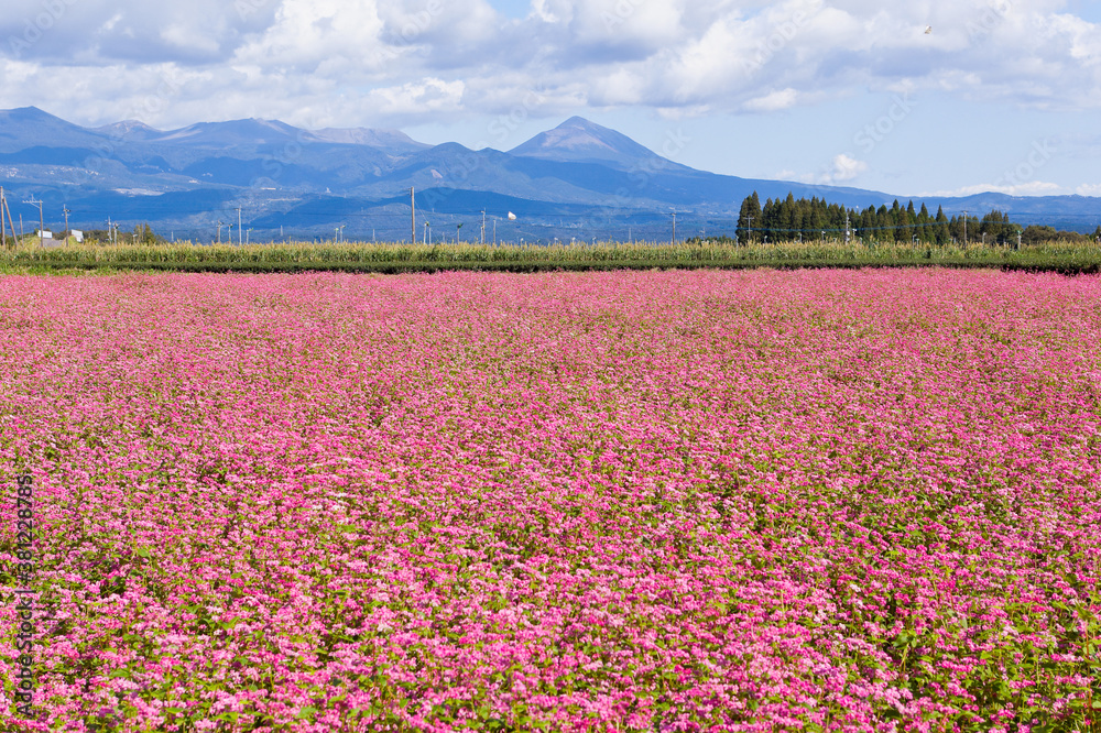 Obraz premium 赤そばの花畑から霧島連山を望む 