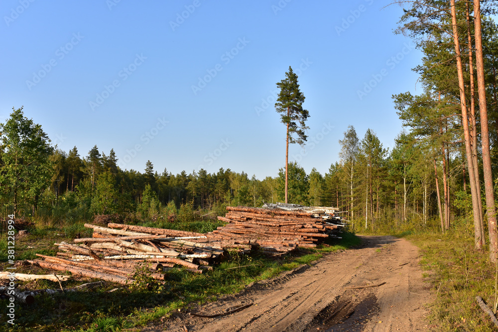 Piled pine tree logs  in forest. Stacks of cut wood. Wood logs, timber logging, industrial destruction. Forests illegal Disappearing. Environmetal concept, illegal deforestation and ecology