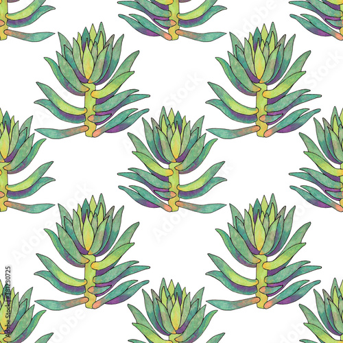 Fototapeta Naklejka Na Ścianę i Meble -  Seamless pattern green succulent cotyledon home plant on white background. Art creative hand-drawn object for card, sticker, wallpaper, textile or wrapping